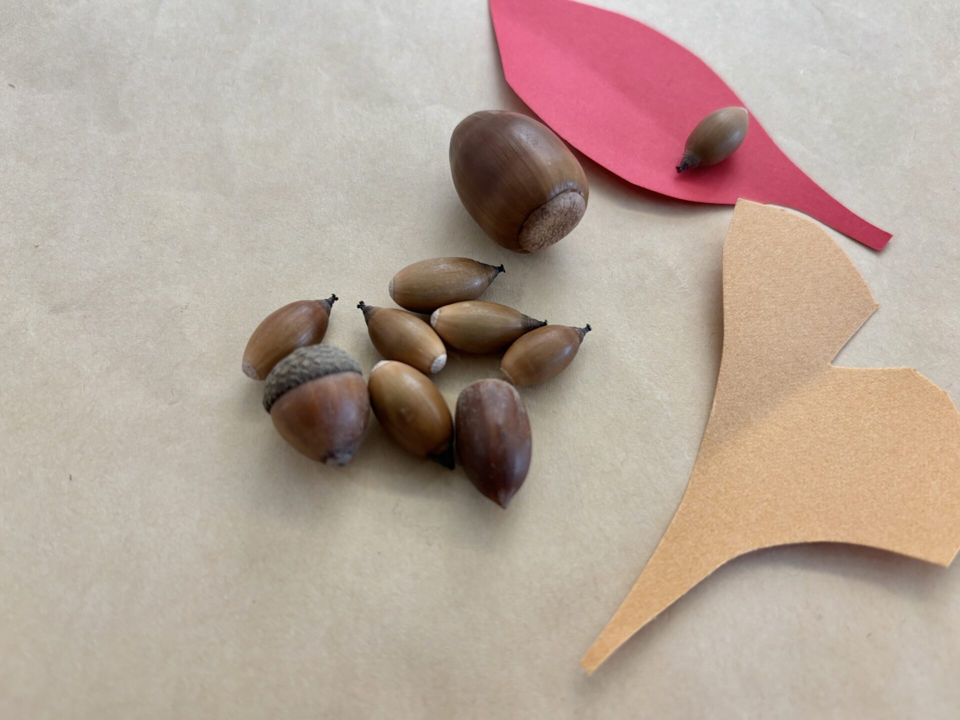 秋のはじめのどんぐり拾い！富士宮で行くならココ♪ | ふじのみや